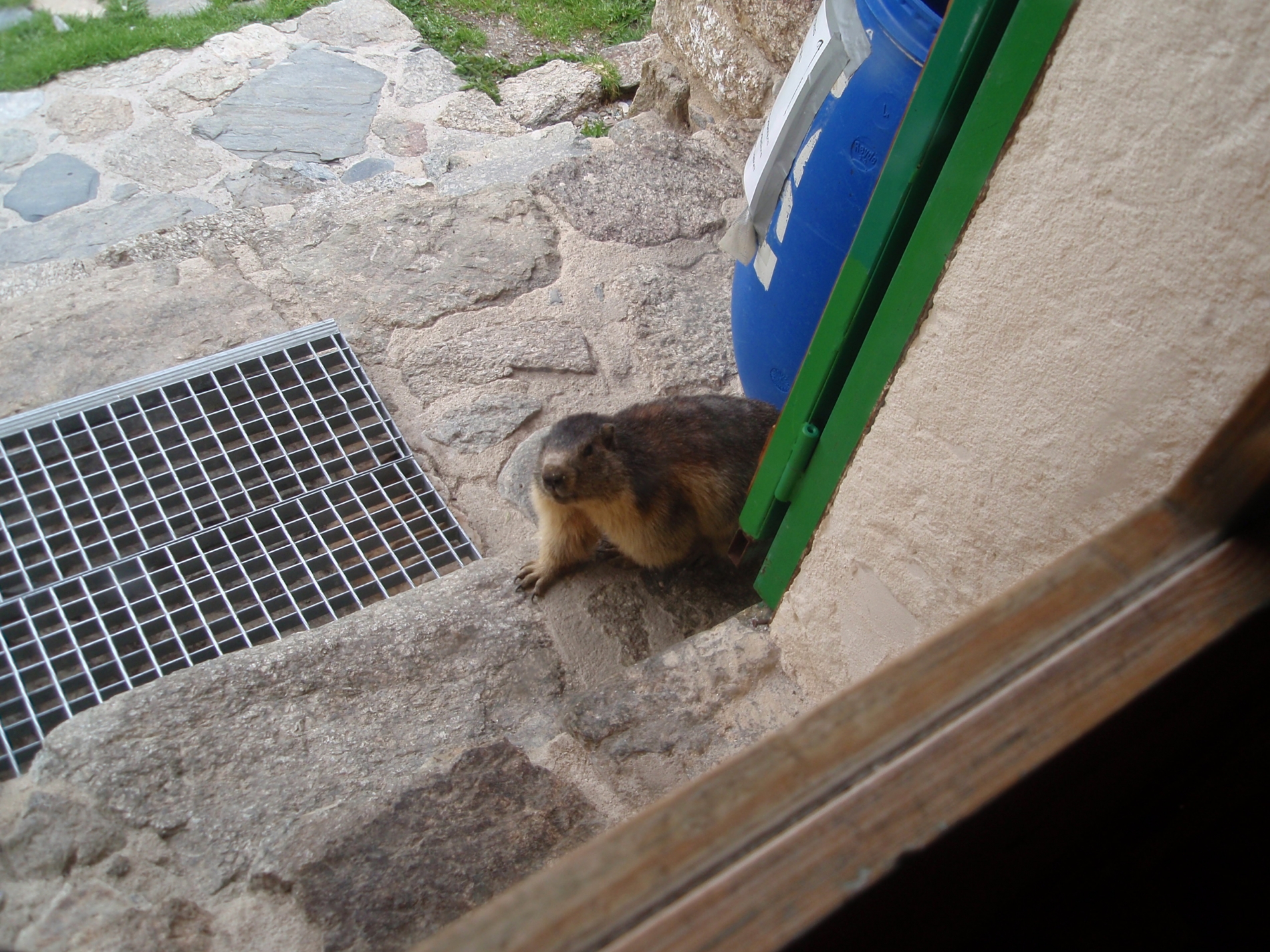 Marmota