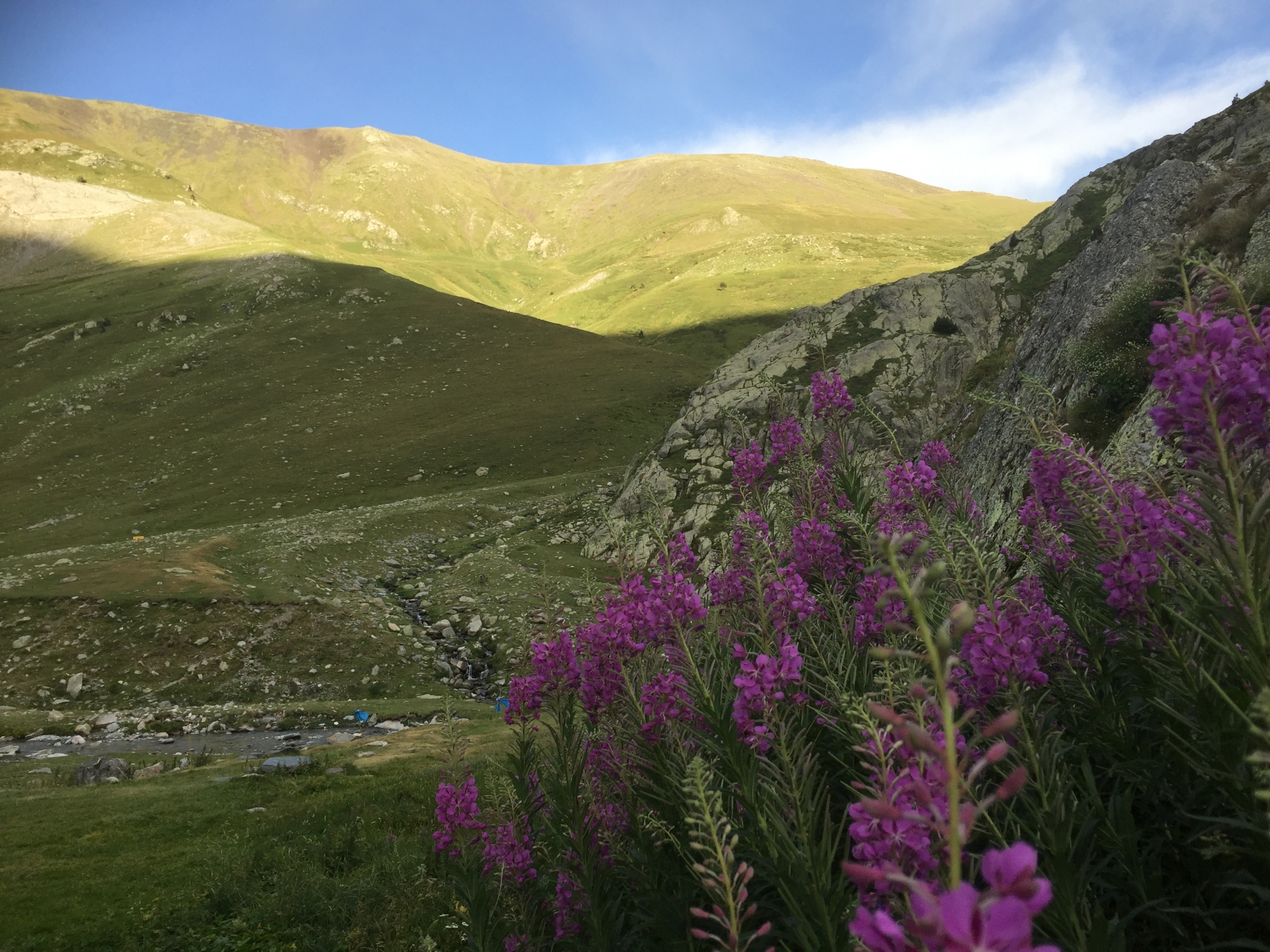 Flors i coll de tres pics