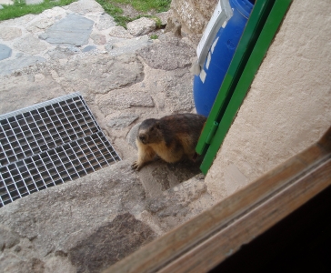 Marmota