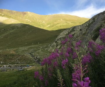 Flors i coll de tres pics